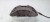 ZACISK HAMULCOWY PRAWY AUDI A6 A7 Q5 356MM 4G06AC