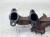 KOLEKTOR WYDECHOWY AUDI A4 B7 1.9 TDI 038253033E