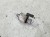 POMPKA WEBASTO AUDI A6 C8 A7 4K0261163E