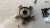 WARIATOR AUDI A3 A4 A6 2.0 TFSI 06F109088B USZK *1
