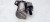 ROZRUSZNIK AUDI A1 8X SEAT SKODA 02M911024Q *52*