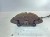 ZACISK HAMULCOWY PRAWY PRZÓD AUDI A4 A5 8K0106B