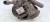 ZACISK HAMULCOWY PRAWY TYŁ AUDI A3 8V VW SEAT SKODA 5Q0615406CK