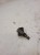 NAPINACZ ROZRZĄDU AUDI VW 2.0 1.8 TFSI 06H109467