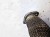 RURA RURKA EGR AUDI A6 C6 A8 D3 2.7 3.0 TDI 059131530C
