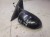 LUSTERKO PRAWE AUDI A4 B8 LIFT LZ9Y 6-PIN UK