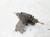 POMPKA WEBASTO AUDI Q7 4L 7L0815947