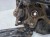 ZWROTNICA PRAWA KOMPLET AUDI A3 8V VW SEAT SKODA 5Q0413023 5Q0256C R*14