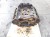 BLOK SILNIKA AUDI A4 B8 A5 8T 2.7 TDI CAM 059103021BP