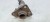 STREFA ZGNIOTU LEWA AUDI A4 B6 8E0807133B