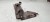 OSŁONA PODWOZIA PRAWY TYŁ AUDI A4 B7 8H0825216B