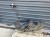 BAK ZBIORNIK PALIWA AUDI Q5 8R 2.0 TDI DIESEL QUATTRO 8R0201021 BEZ ADBLUE
